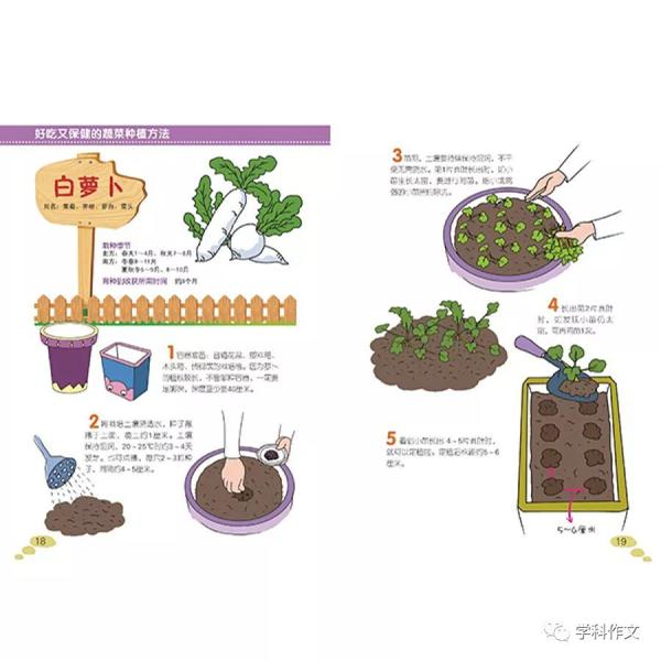 在阳台种东西也可以写作文？ | 学科作文练写手册 科学作文：种子发芽实验 1