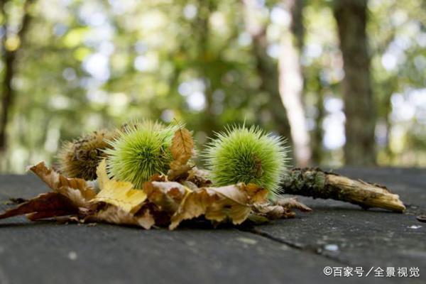 武汉中学生作文：《在空中飞舞的窗帘》 2